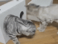 tumblr_ocgyv4TcKj1uwb07jo1_500.gif